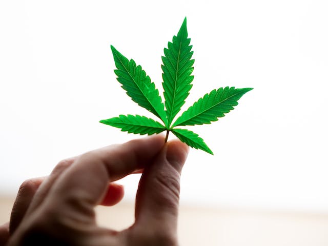 Le Guide Ultime du Cannabis : Une Introduction à la Médecine Naturelle