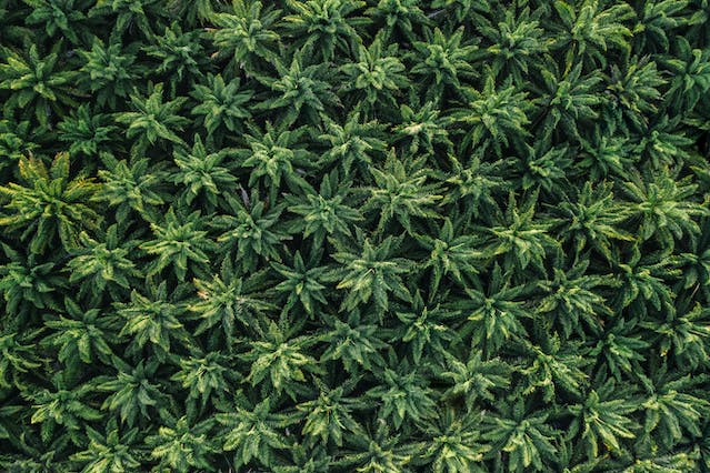 Actions Liées au Cannabis : Investir dans la Ruée Verte